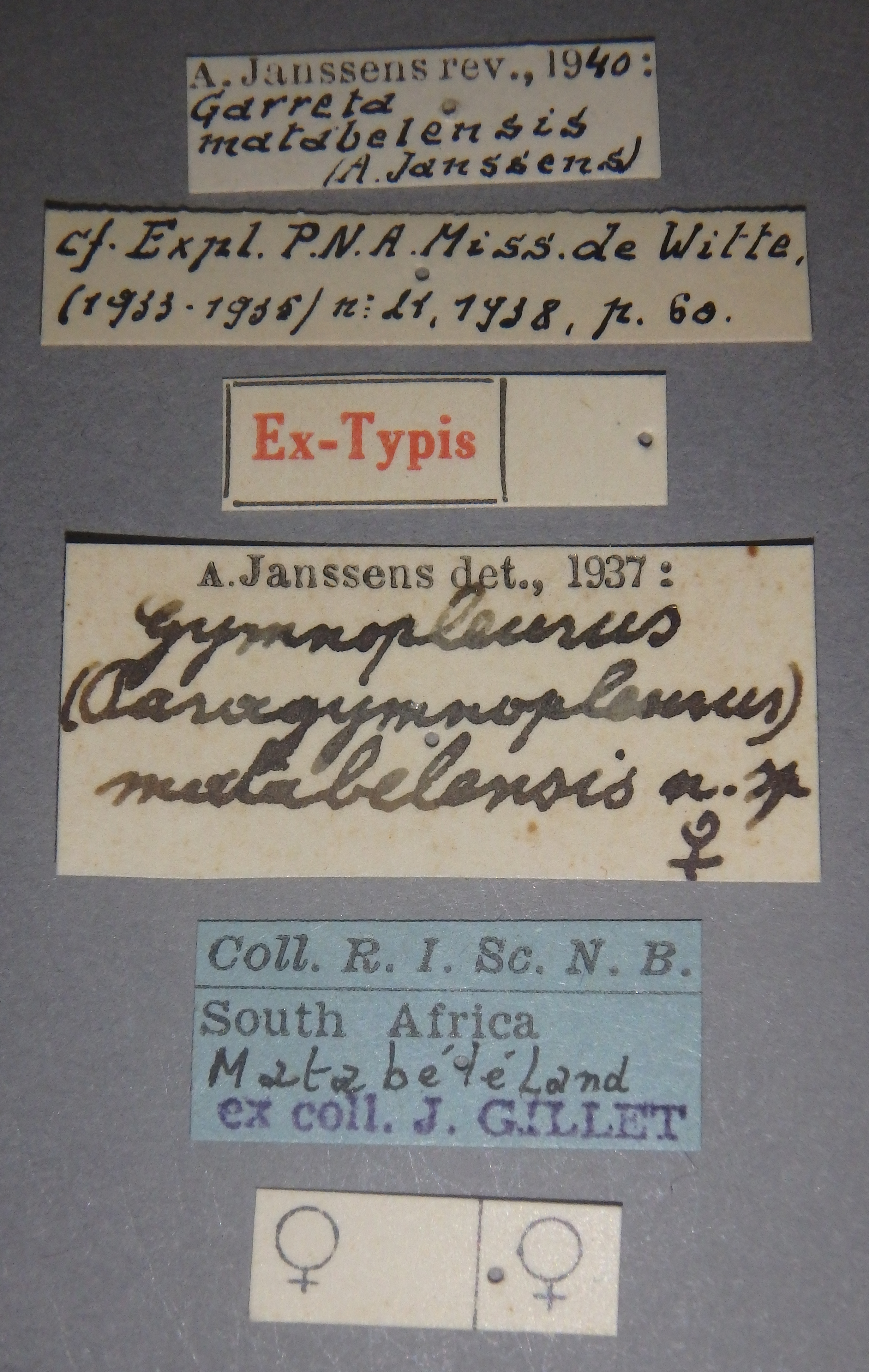 Gymnopleurus (Paragymnopleurus) matabelensis et Lb.jpg