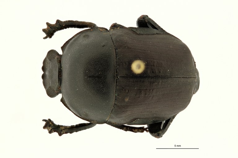 Gymnopleurus (Paragymnopleurus) matabelensis et M D ZS PMax Scaled.jpeg Gymnopleurus (Paragymnopleurus) matabelensis et M D ZS PMax Scaled.jpeg