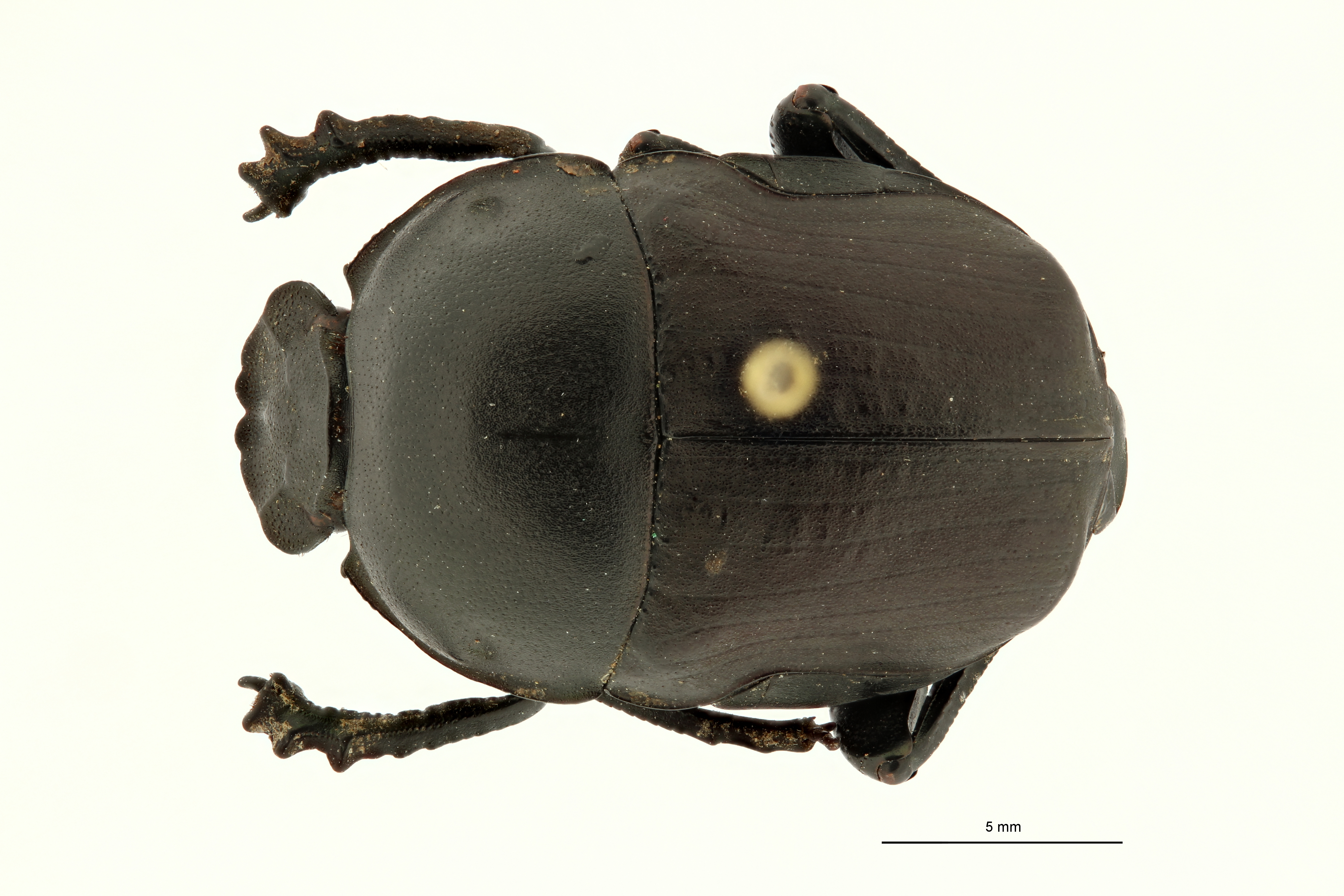 Gymnopleurus (Paragymnopleurus) matabelensis et M D ZS PMax Scaled.jpeg