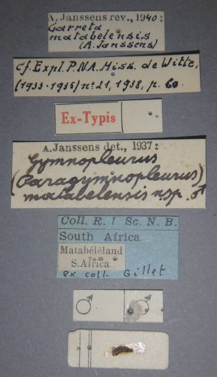 Gymnopleurus (Paragymnopleurus) matabelensis et M Lb.JPG Gymnopleurus (Paragymnopleurus) matabelensis et M Lb.JPG