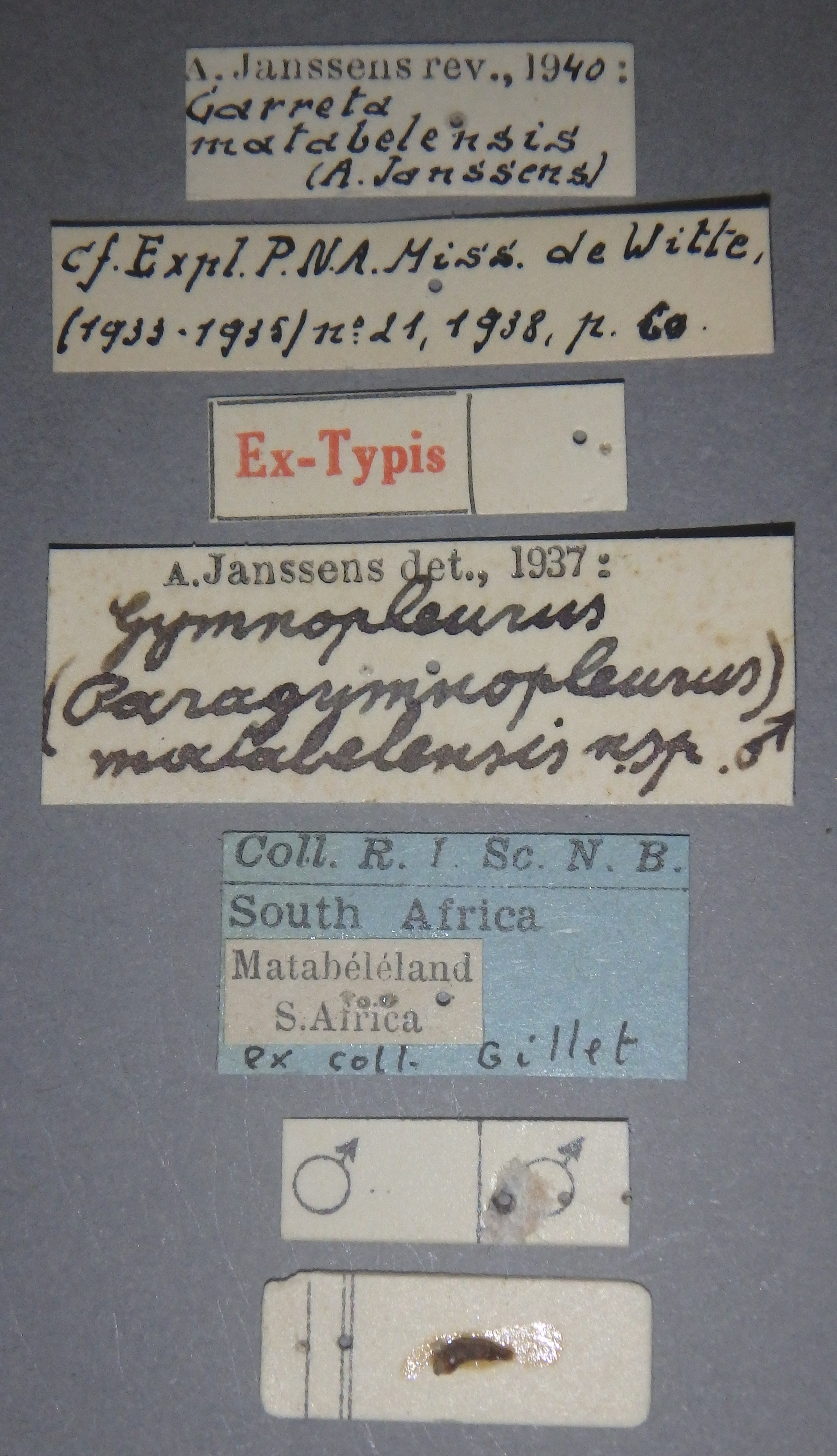 Gymnopleurus (Paragymnopleurus) matabelensis et M Lb.JPG