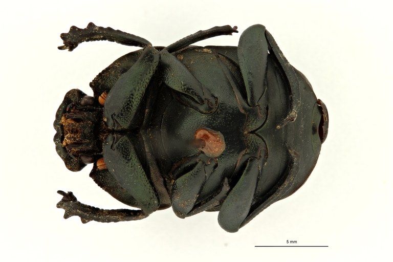 Gymnopleurus (Paragymnopleurus) matabelensis et M V ZS PMax Scaled.jpeg Gymnopleurus (Paragymnopleurus) matabelensis et M V ZS PMax Scaled.jpeg