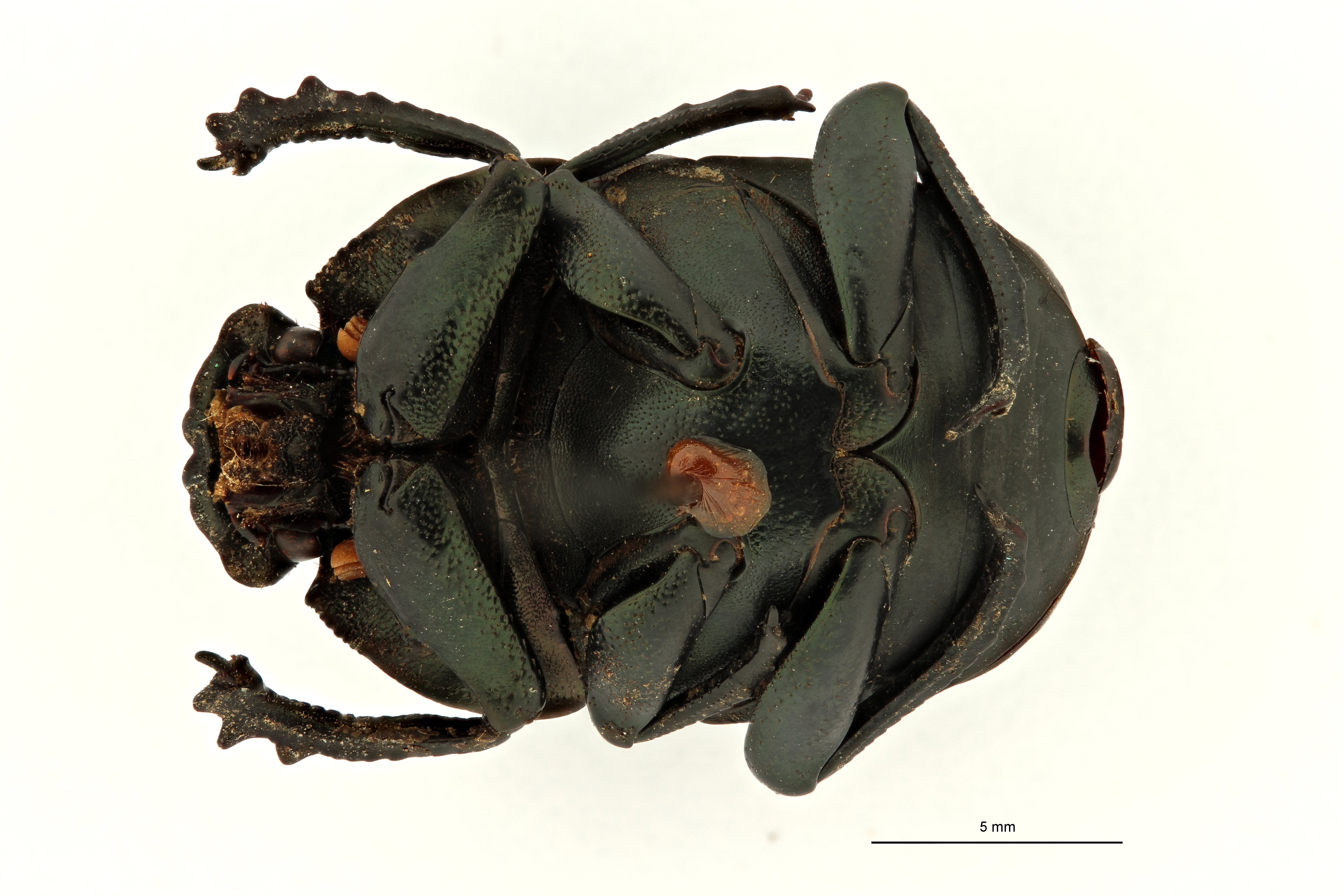 Gymnopleurus (Paragymnopleurus) matabelensis et M V ZS PMax Scaled.jpeg