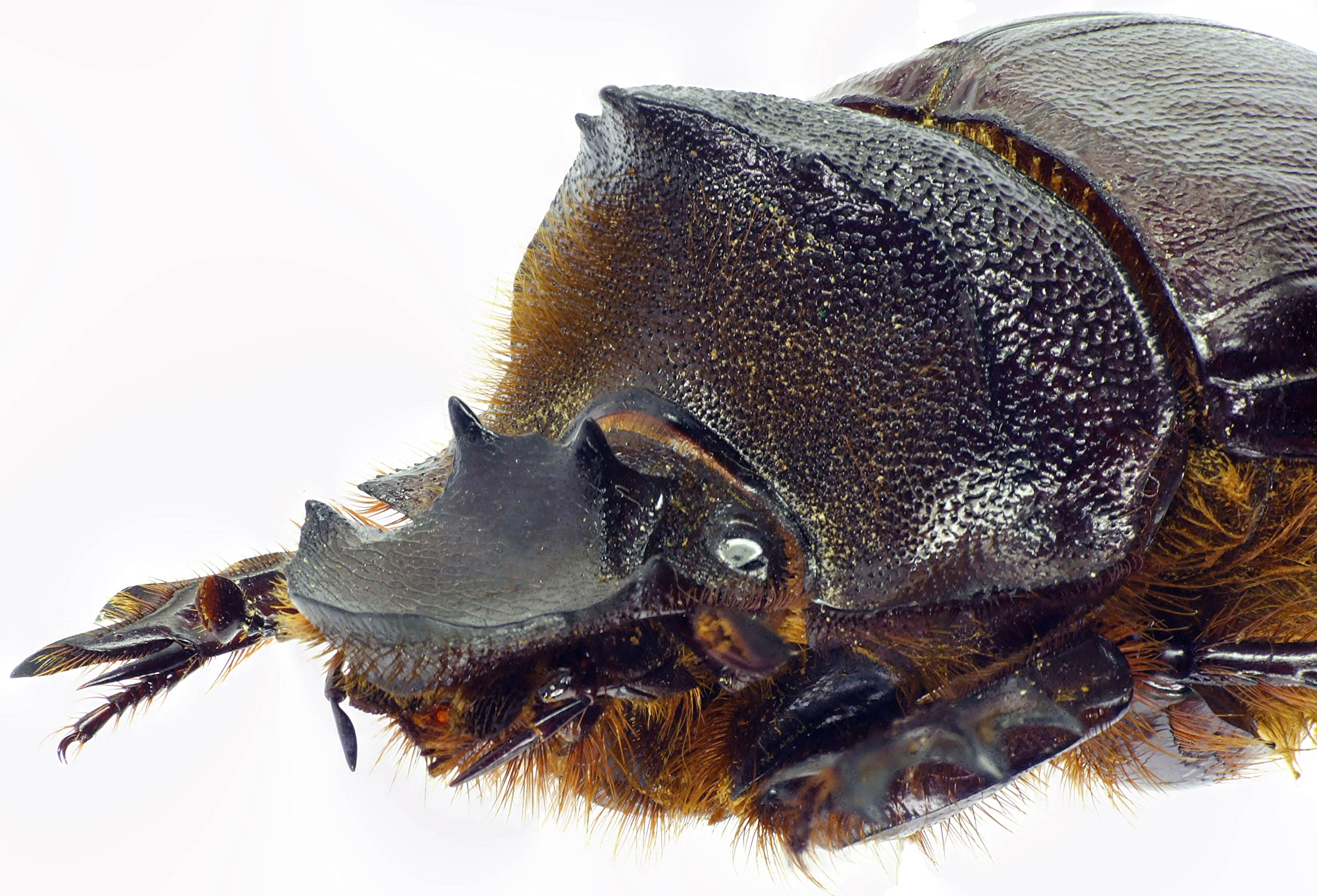 Heliocopris andersoni 23225cz33.jpg