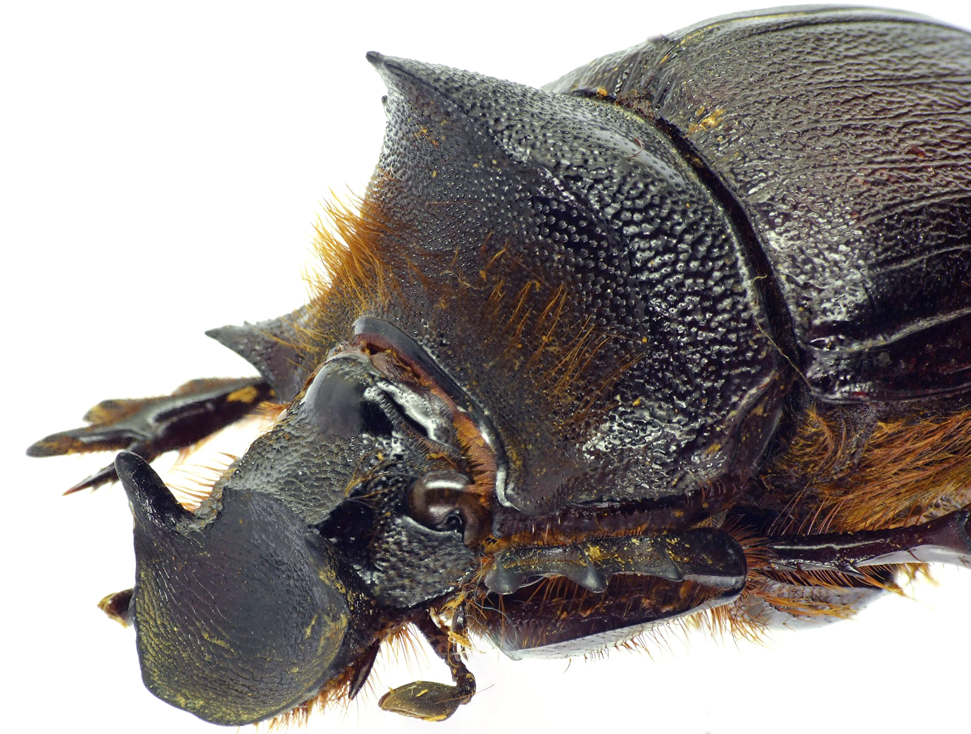 Heliocopris andersoni 23234cz39.jpg