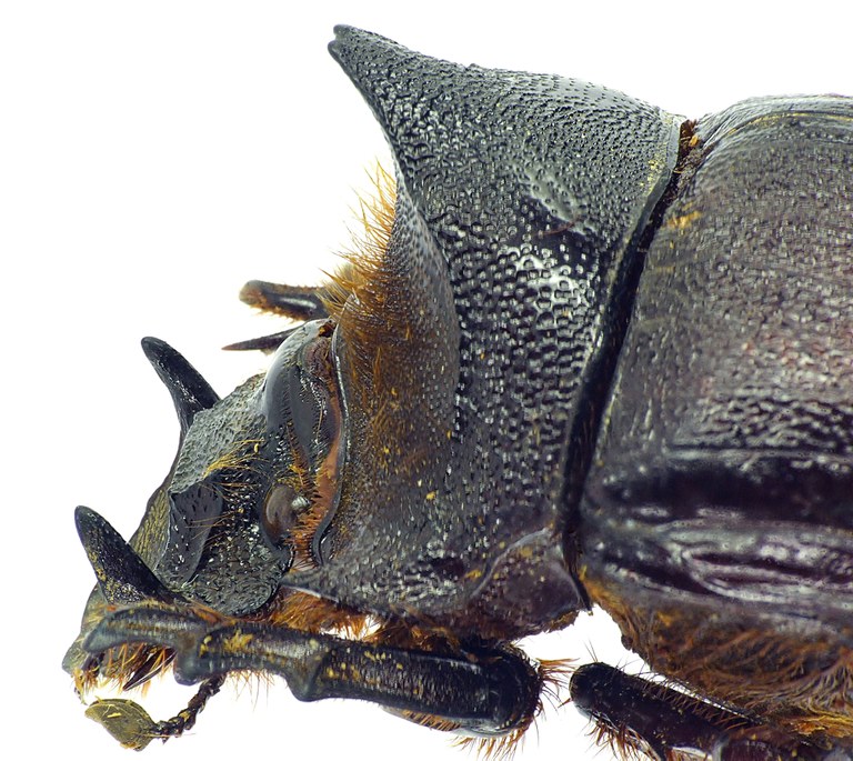 Heliocopris andersoni 23240cz46.jpg Heliocopris andersoni 23240cz46.jpg