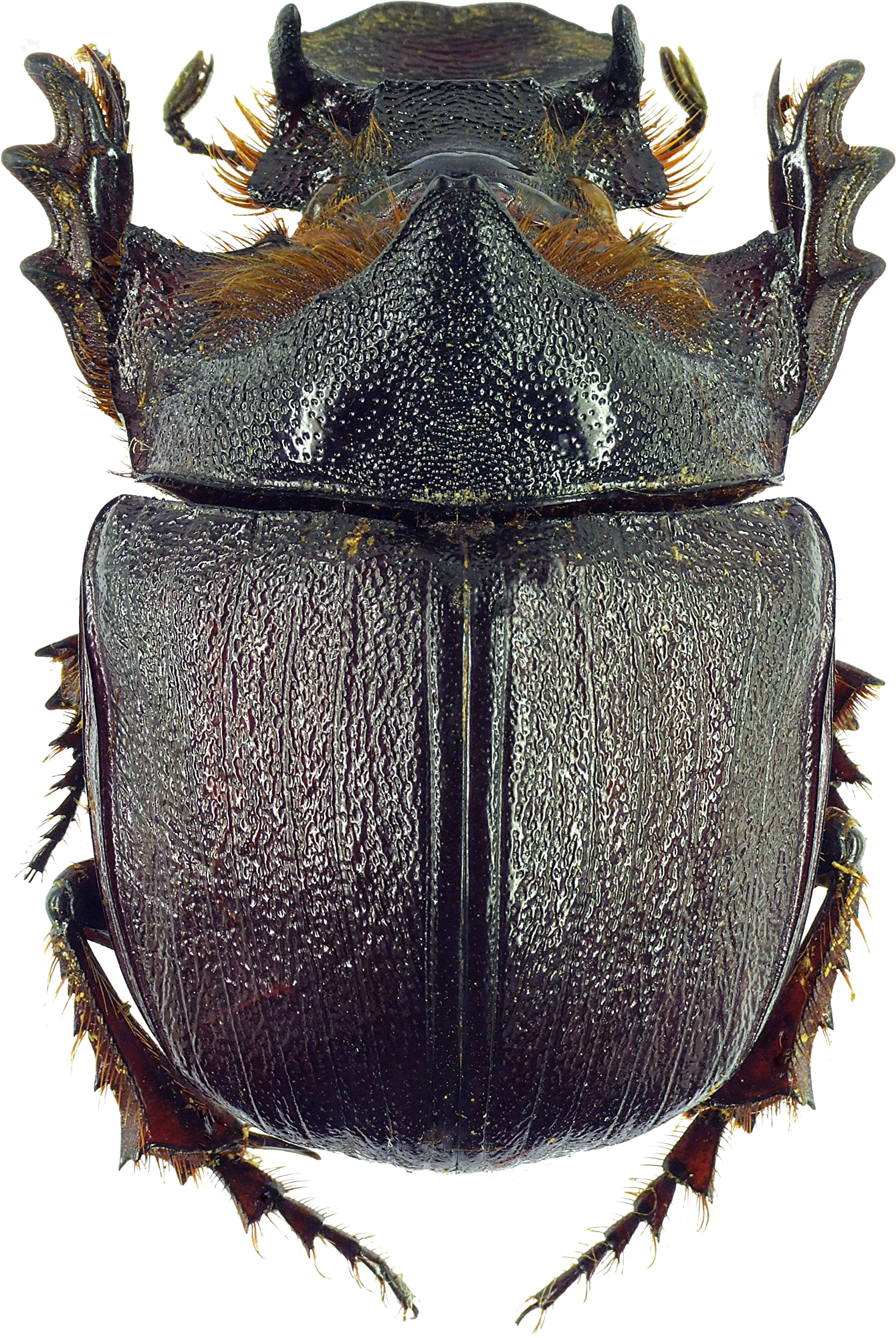 Heliocopris andersoni 23247cz51.jpg