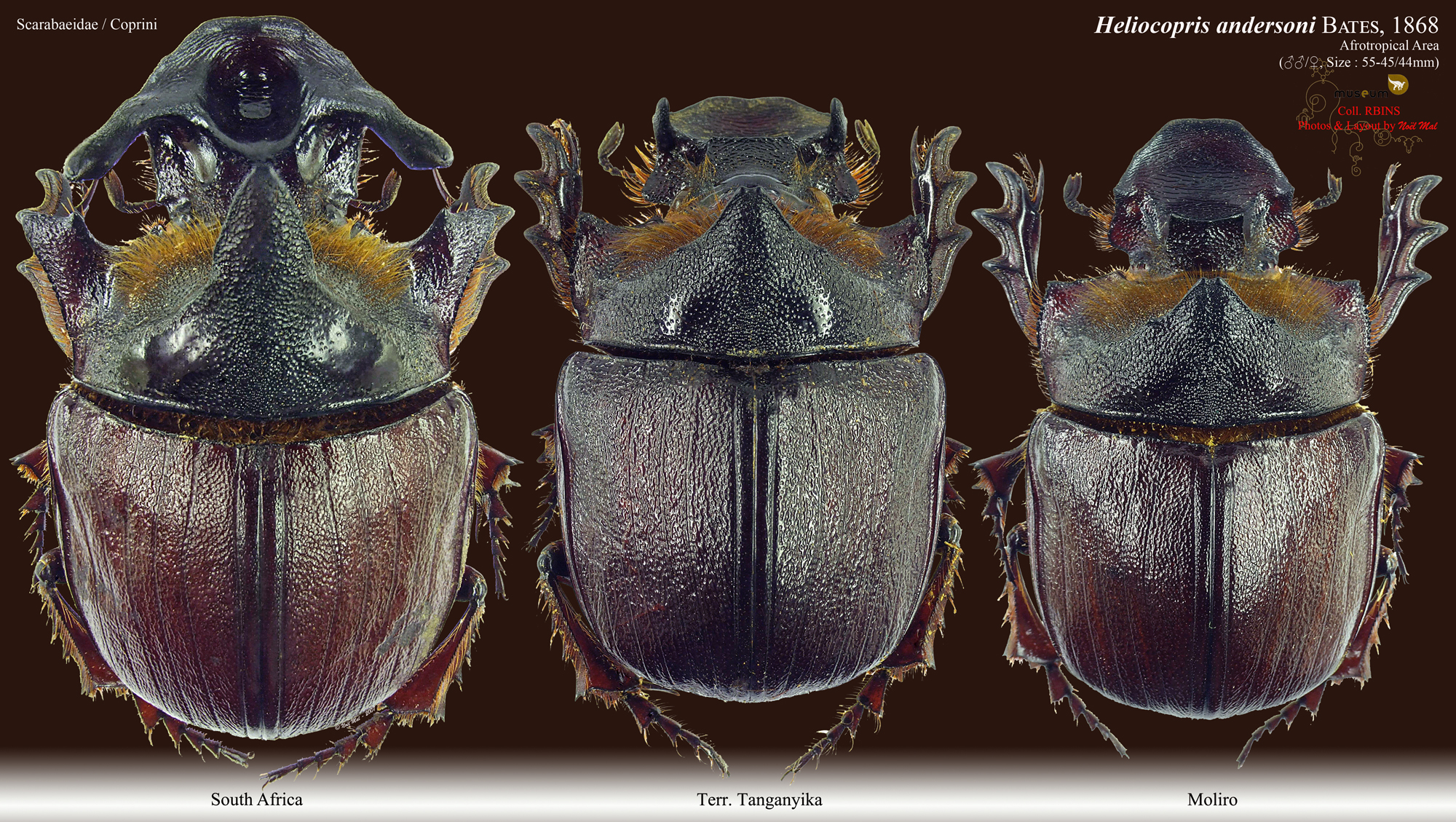 Heliocopris andersoni.jpg