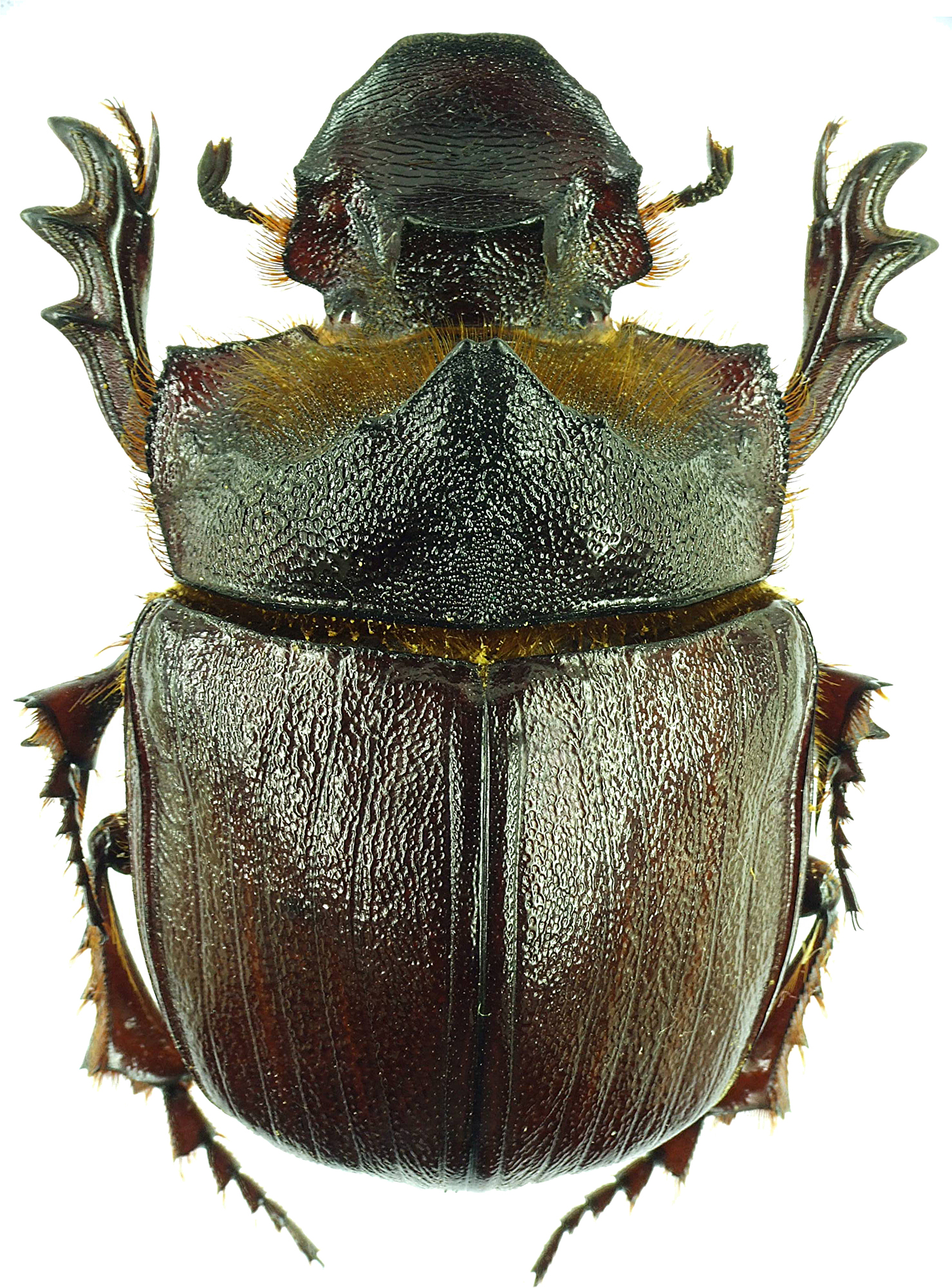 Heliocopris andersoni 23252cz59.jpg