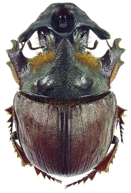 Heliocopris andersoni 23187cz94.jpg Heliocopris andersoni 23187cz94.jpg