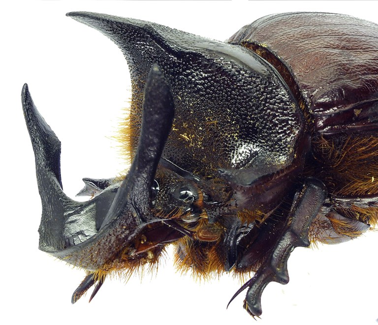 Heliocopris andersoni 23195cz04.jpg Heliocopris andersoni 23195cz04.jpg