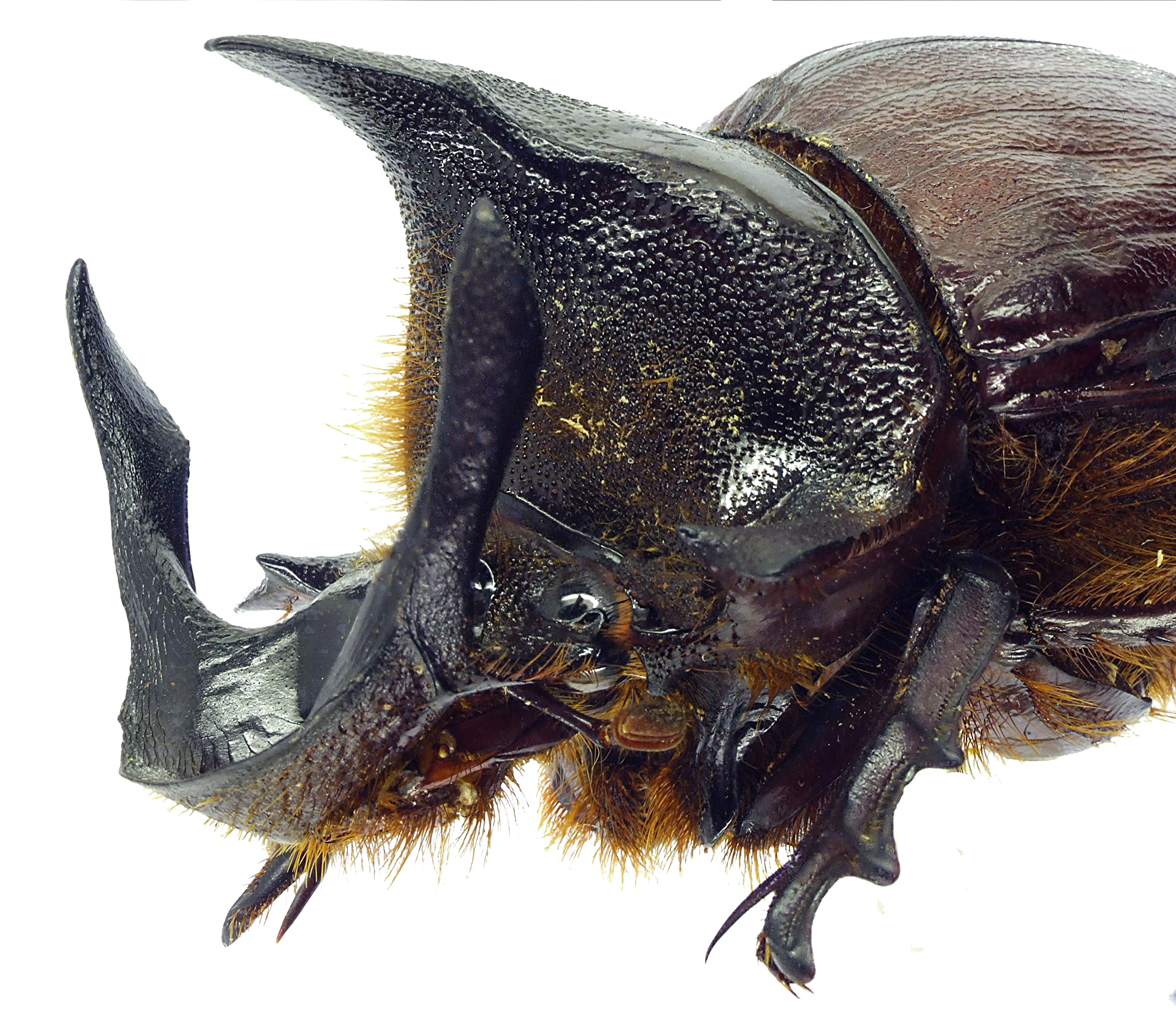 Heliocopris andersoni 23195cz04.jpg