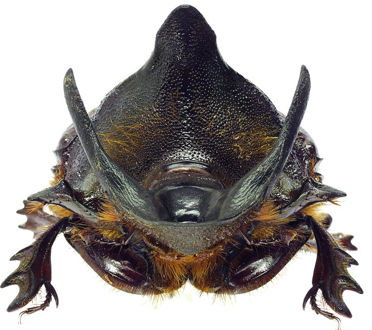 Heliocopris andersoni 23205cz13.jpg Heliocopris andersoni 23205cz13.jpg