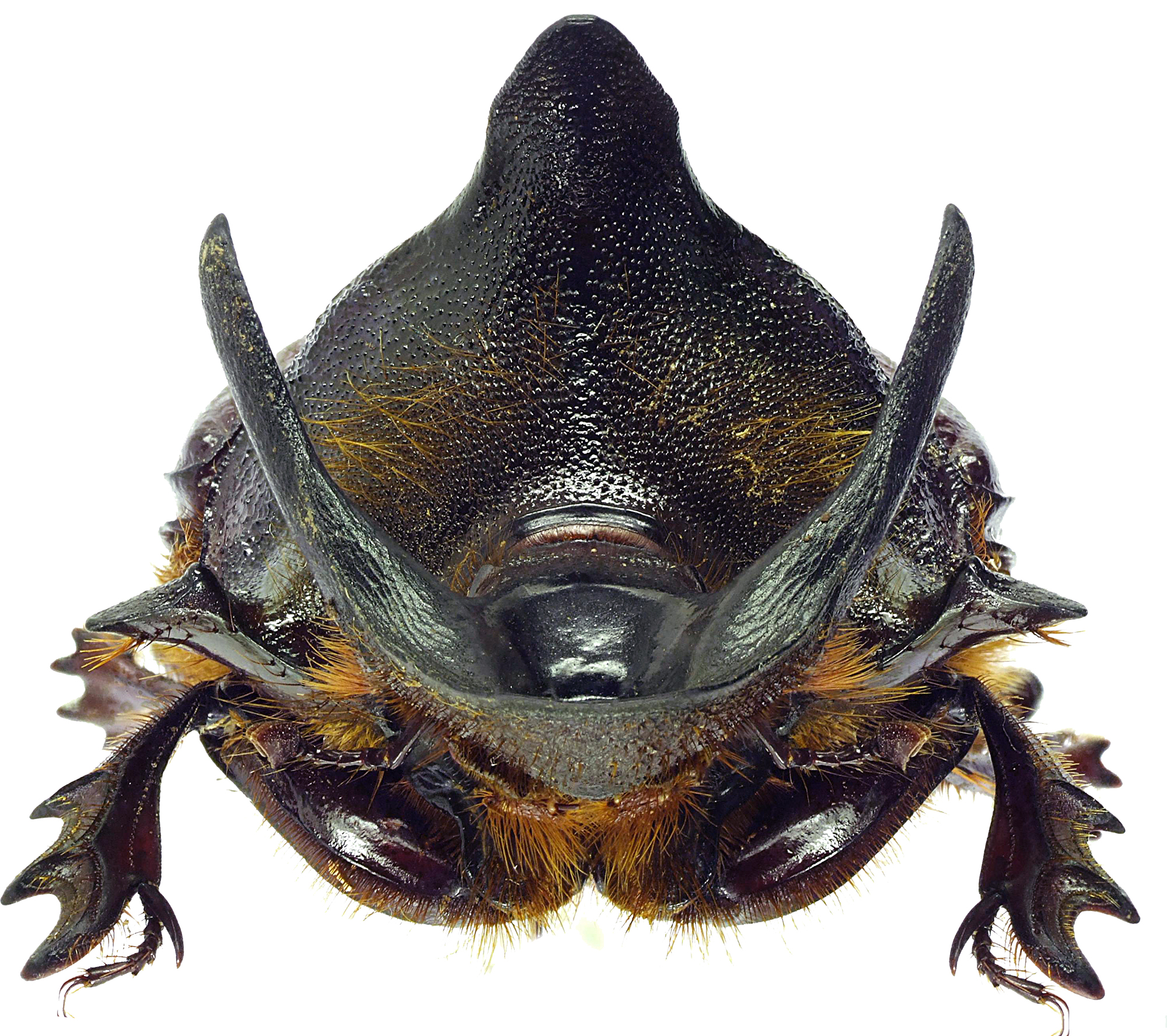 Heliocopris andersoni 23205cz13.jpg