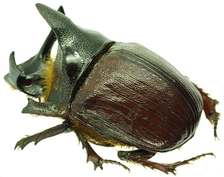 Heliocopris andersoni 23214cz18.jpg Heliocopris andersoni 23214cz18.jpg