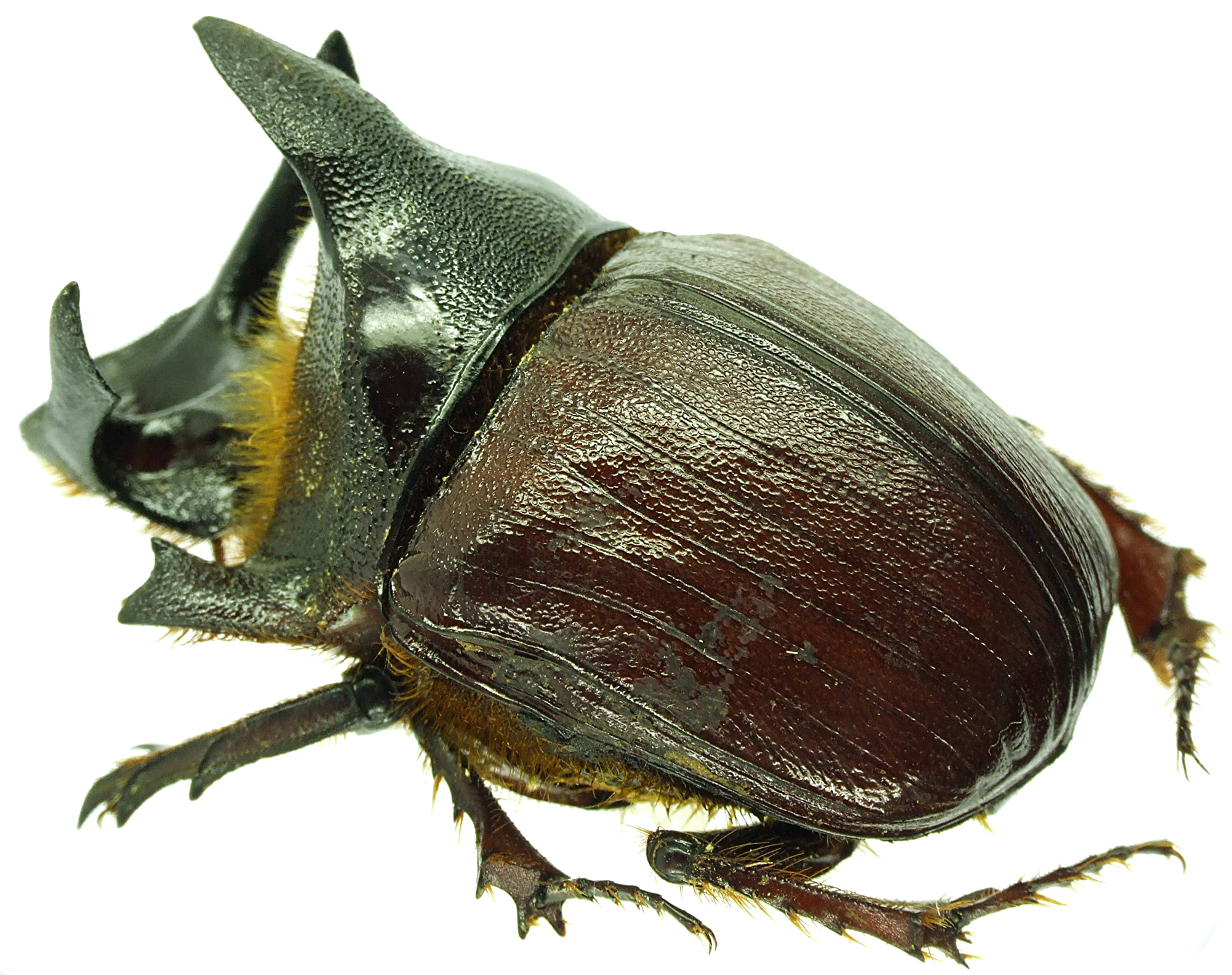 Heliocopris andersoni 23214cz18.jpg