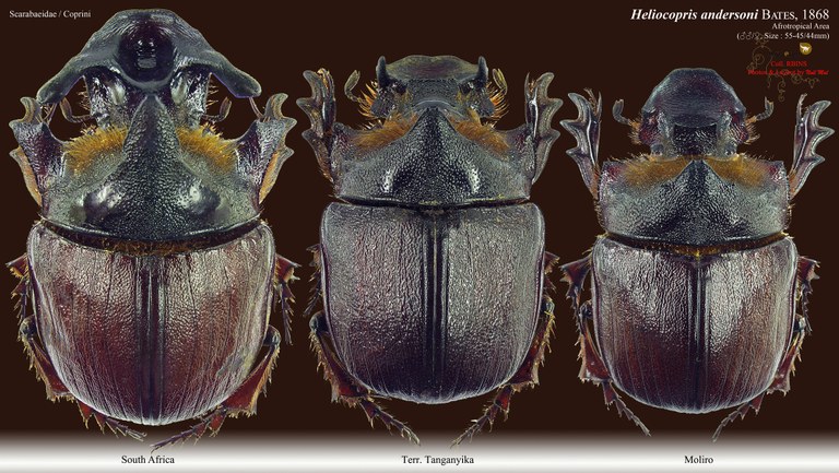 Heliocopris andersoni.jpg Heliocopris andersoni.jpg