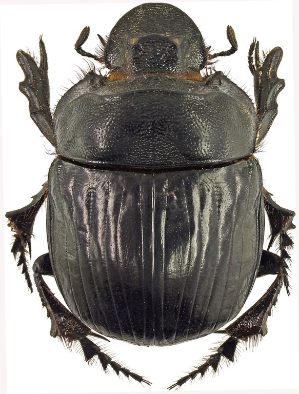 Heliocopris antenor 41290cz94.jpg