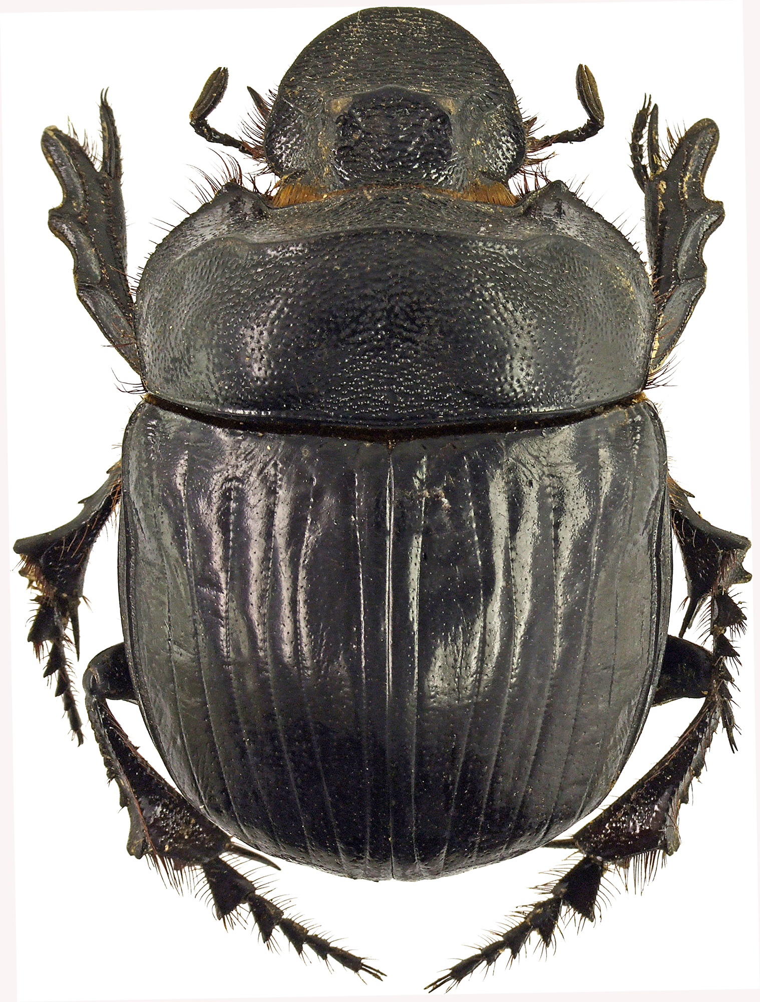 Heliocopris antenor 41290cz94.jpg