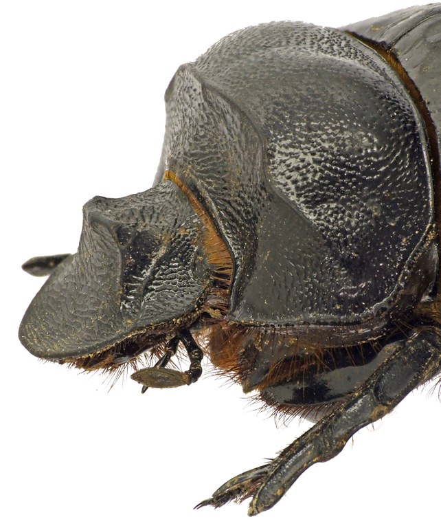 Heliocopris antenor 41295cz01.jpg