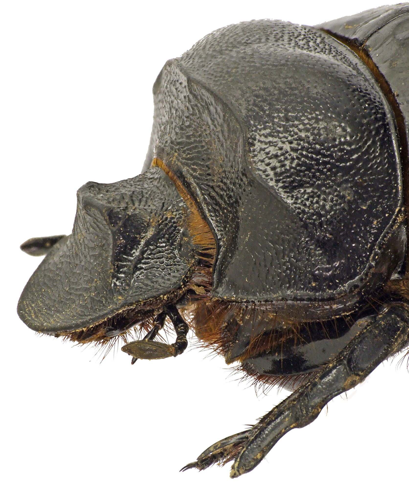 Heliocopris antenor 41295cz01.jpg