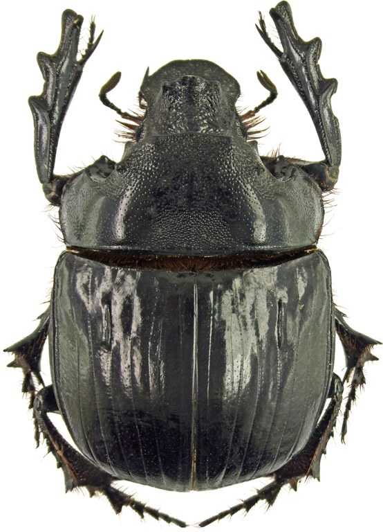 Heliocopris antenor 41276cz79.jpg Heliocopris antenor 41276cz79.jpg