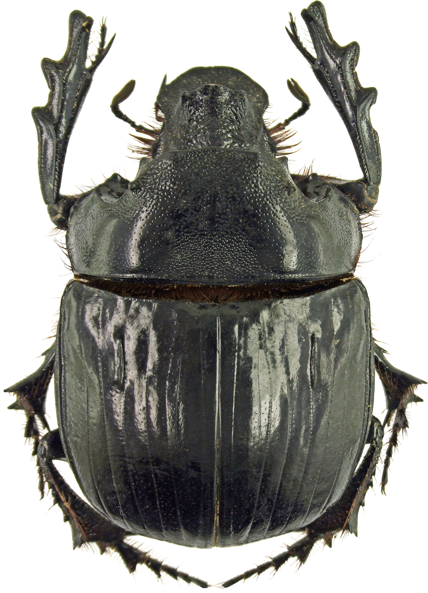 Heliocopris antenor 41276cz79.jpg