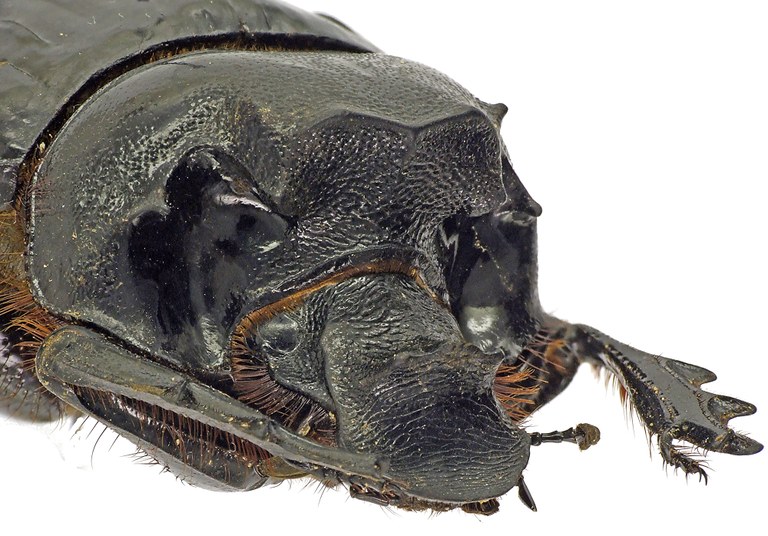 Heliocopris antenor 41281cz89.jpg Heliocopris antenor 41281cz89.jpg