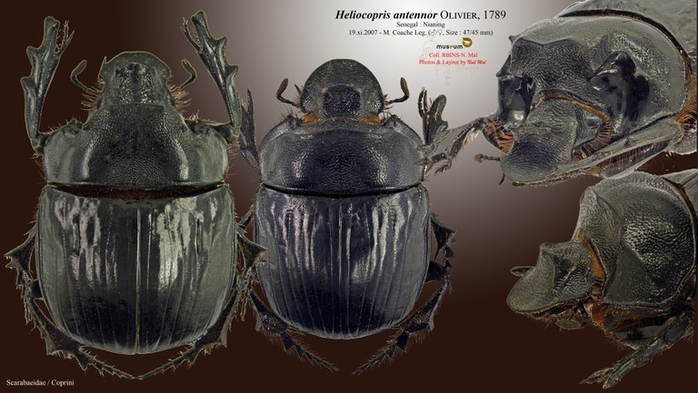 Heliocopris antenor .jpg Heliocopris antenor .jpg