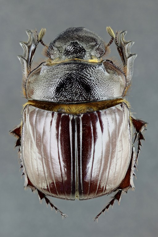 Heliocopris bucephalus 36602zs18.jpg Heliocopris bucephalus 36602zs18.jpg