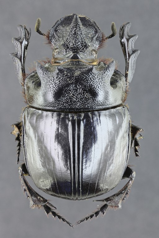 Heliocopris bucephalus 36547zs59.jpg Heliocopris bucephalus 36547zs59.jpg