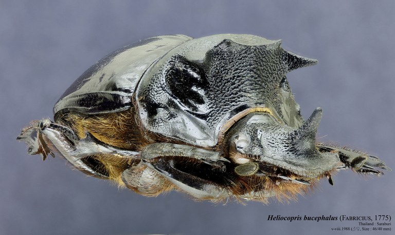 Heliocopris bucephalus 36560zs57.jpg Heliocopris bucephalus 36560zs57.jpg