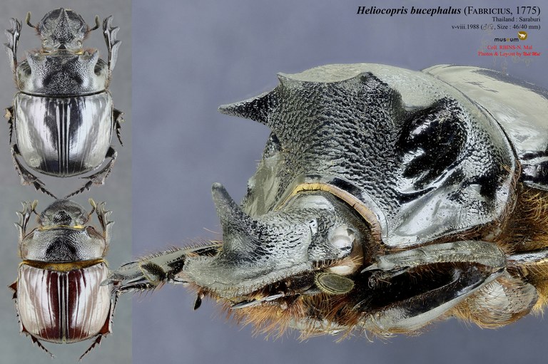 Heliocopris bucephalus .jpg Heliocopris bucephalus .jpg