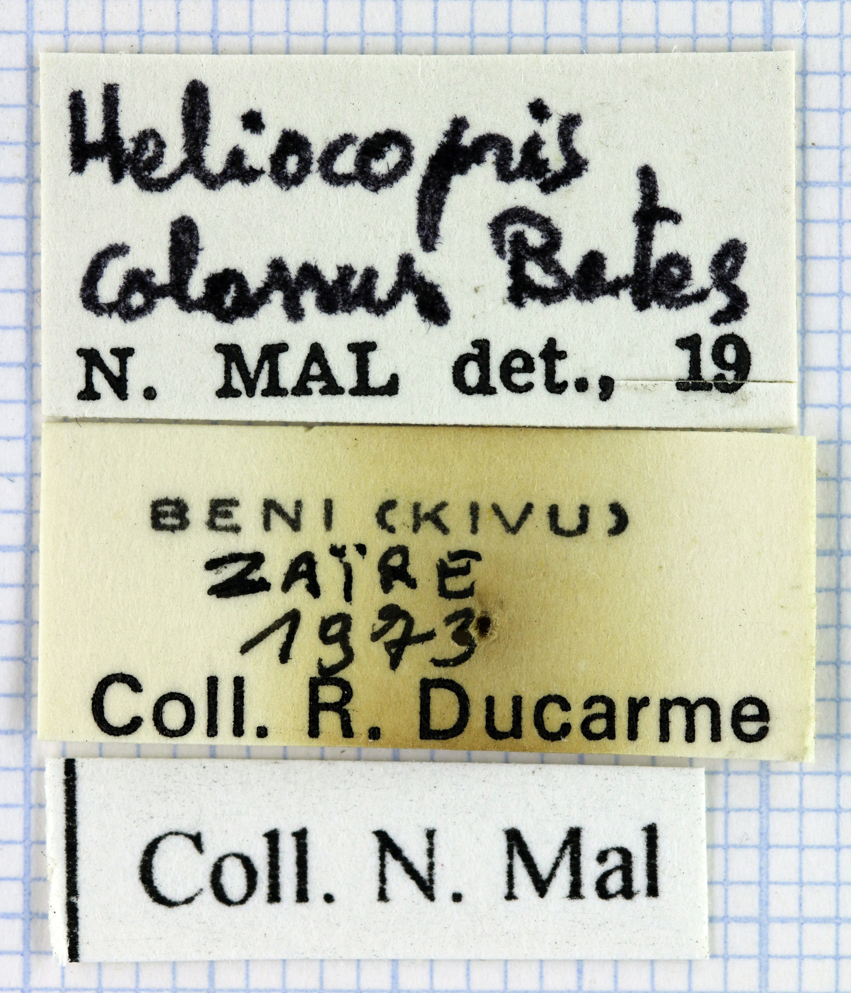 Heliocopris colossus 33613.jpg