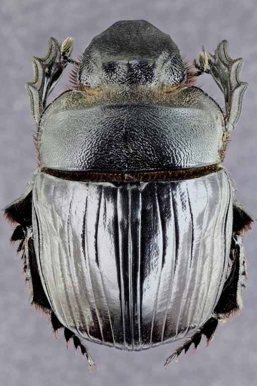 Heliocopris colossus 33661zs76.jpg Heliocopris colossus 33661zs76.jpg