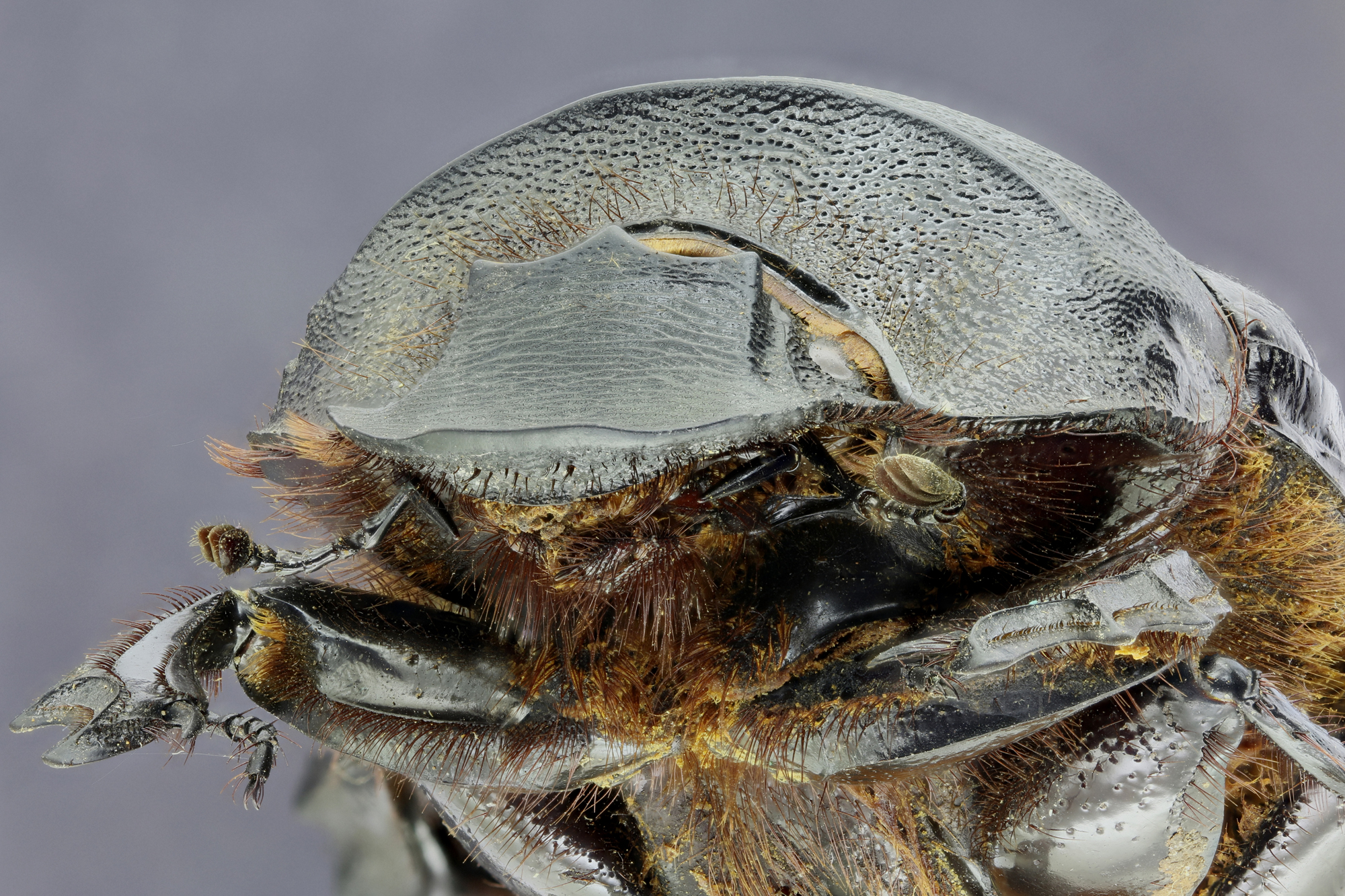 Heliocopris colossus 33677zs60.jpg