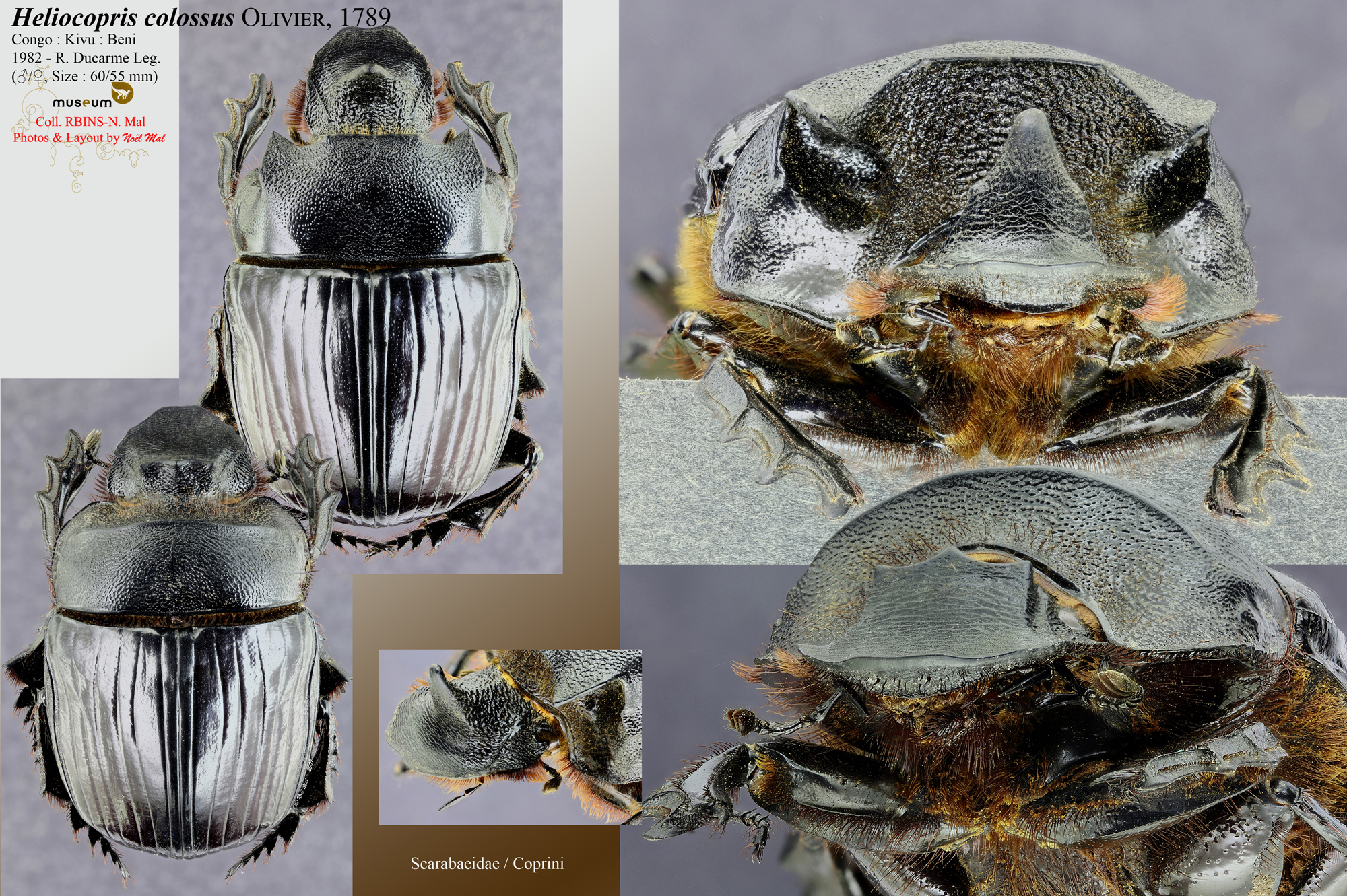 Heliocopris colossus .jpg