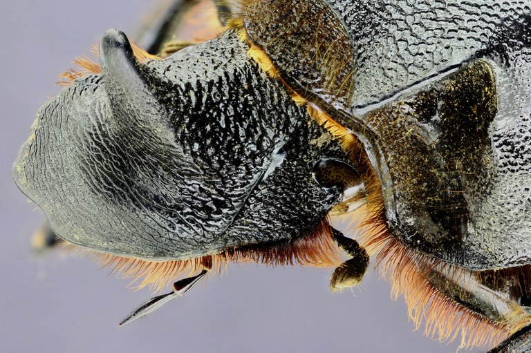 Heliocopris colossus 33577zs12.jpg Heliocopris colossus 33577zs12.jpg