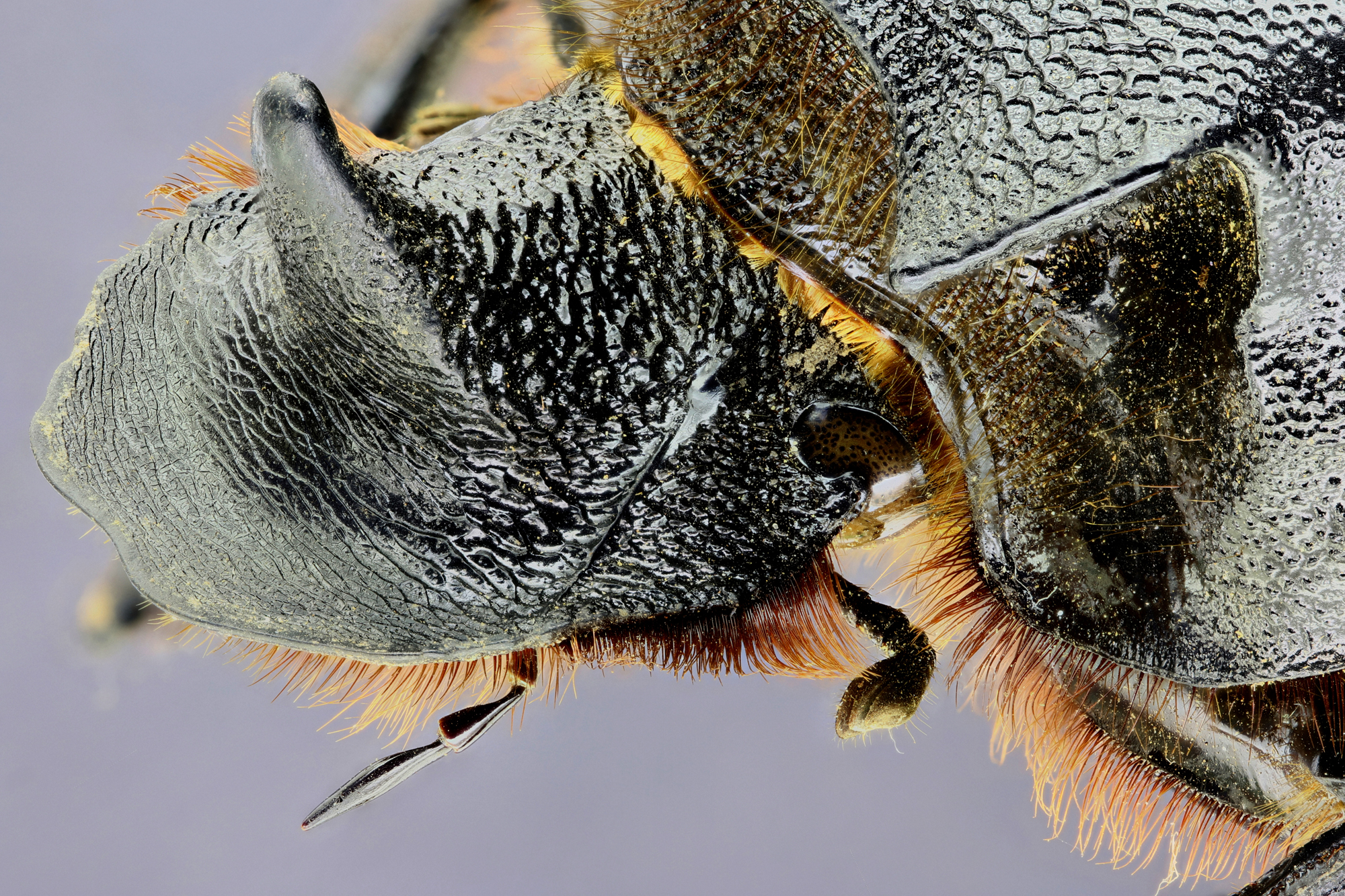 Heliocopris colossus 33577zs12.jpg