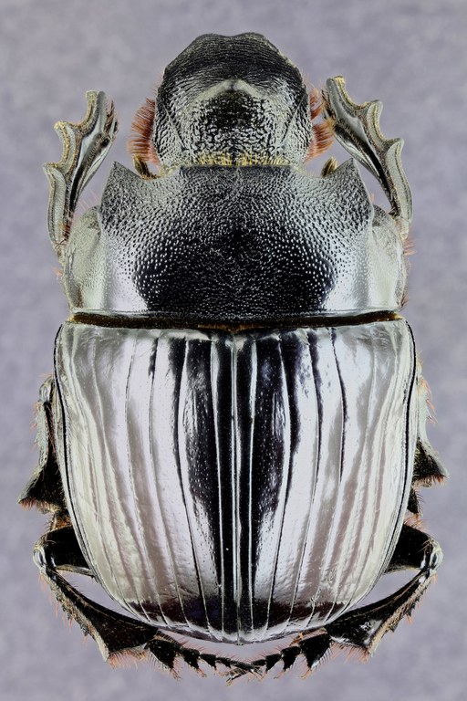Heliocopris colossus 33614zs33.jpg Heliocopris colossus 33614zs33.jpg
