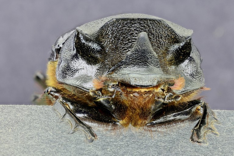 Heliocopris colossus 33634zs60.jpg Heliocopris colossus 33634zs60.jpg