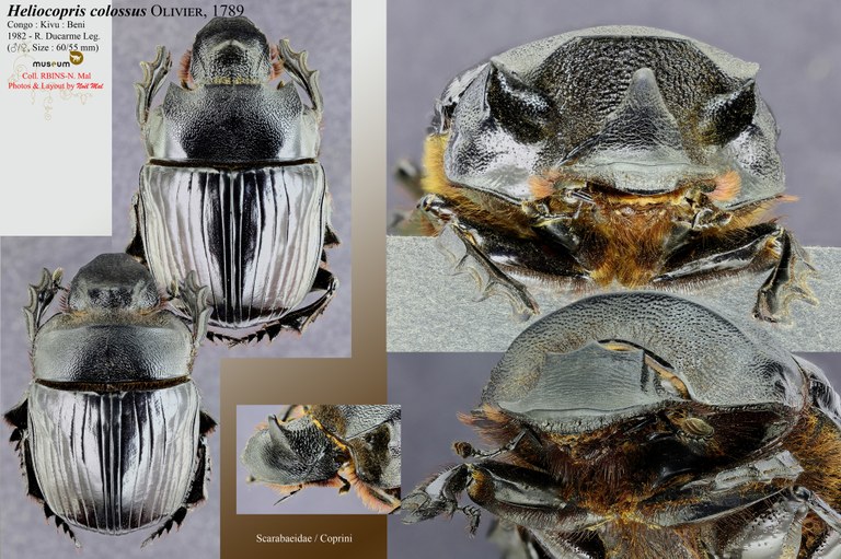 Heliocopris colossus .jpg Heliocopris colossus .jpg