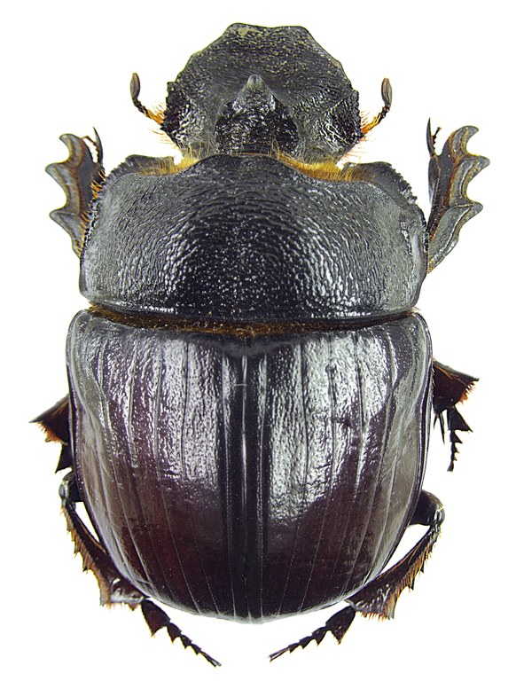 Heliocopris dominus 23427.jpg Heliocopris dominus 23427.jpg