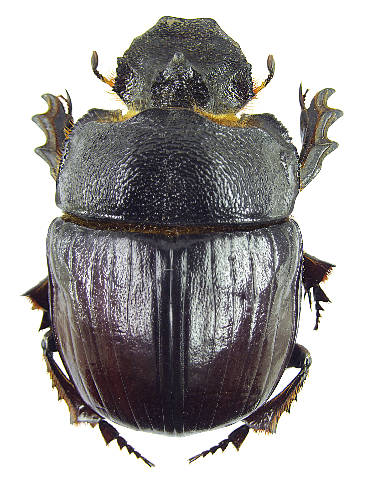 Heliocopris dominus 23427.jpg