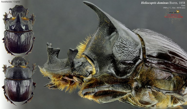 Heliocopris dominus .jpg Heliocopris dominus .jpg