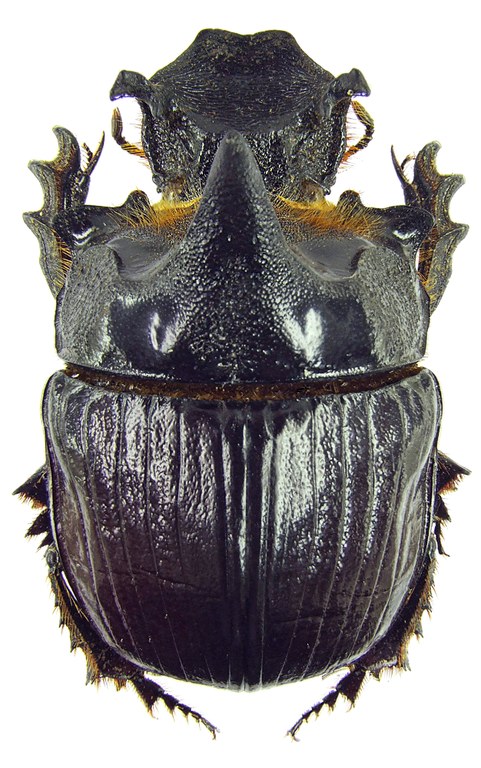 Heliocopris dominus 23270cz75.jpg
