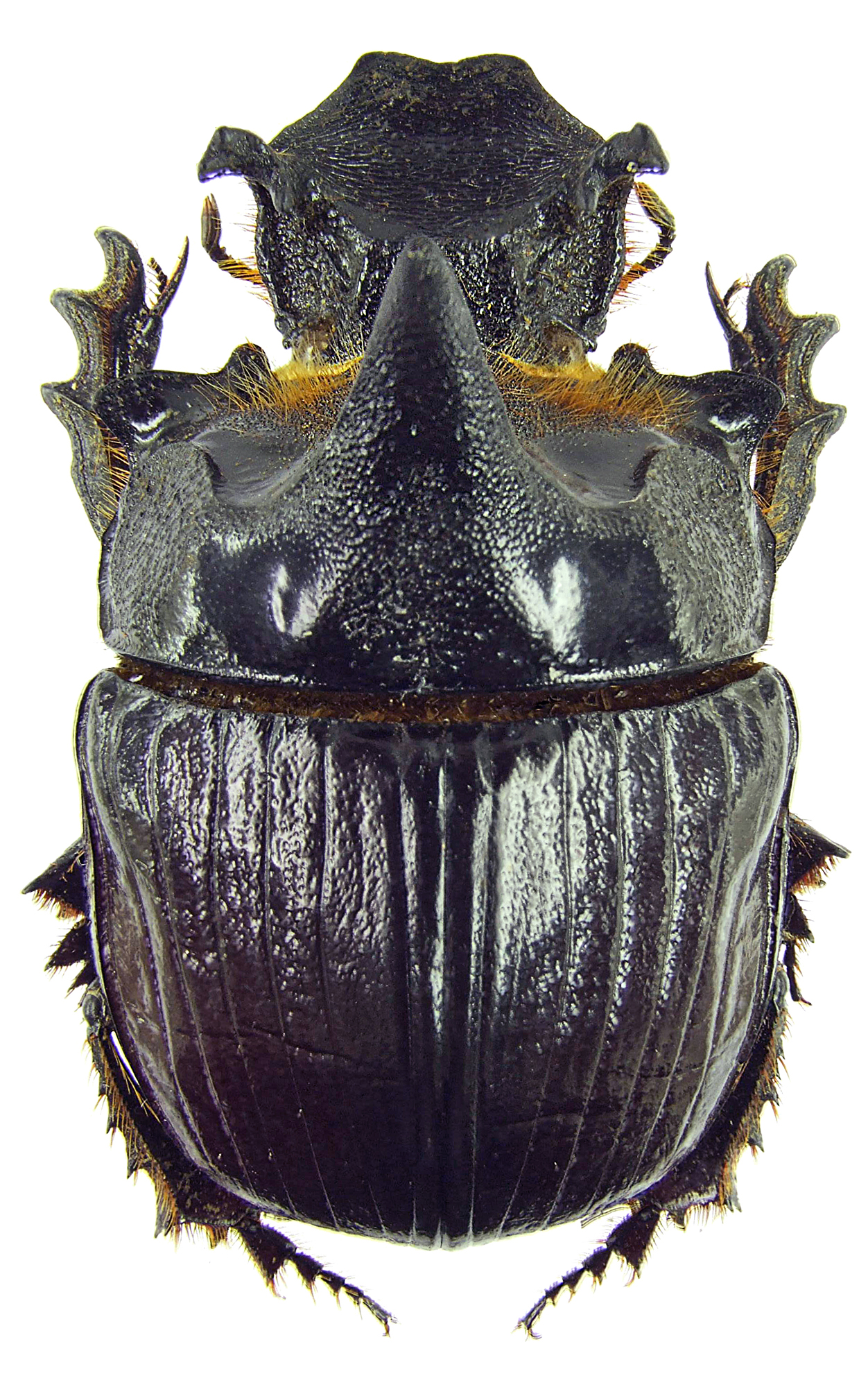 Heliocopris dominus 23270cz75.jpg