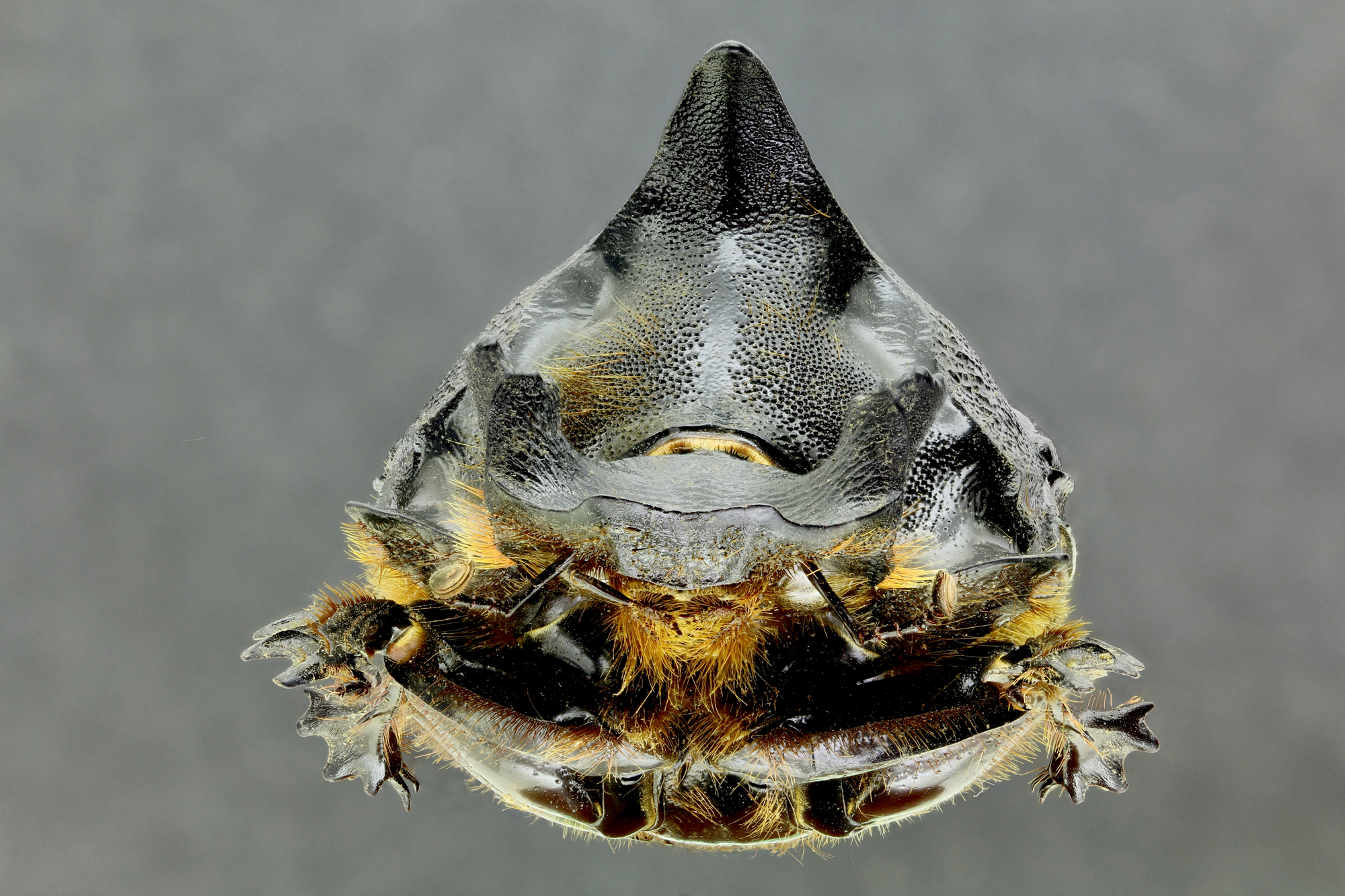 Heliocopris dominus 36759zs92.jpg