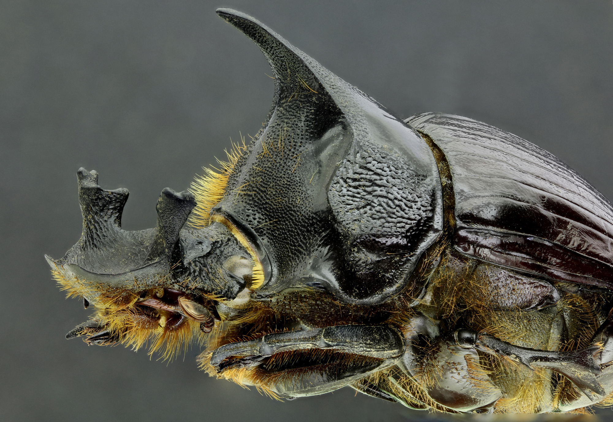 Heliocopris dominus zs93 32.jpg