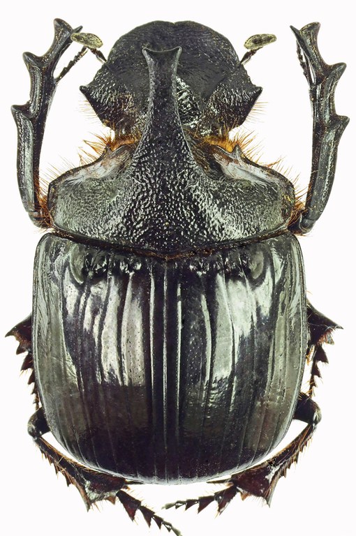 Heliocopris felschei 27919cz27.jpg Heliocopris felschei 27919cz27.jpg